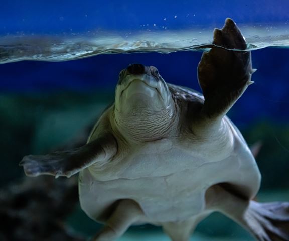 Pig nosed turtle