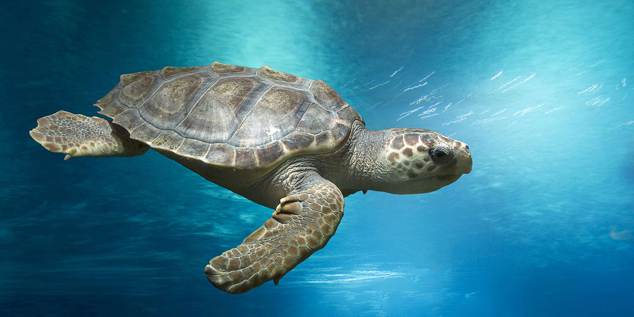 turtle