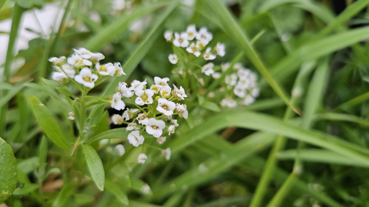 Nature Garden