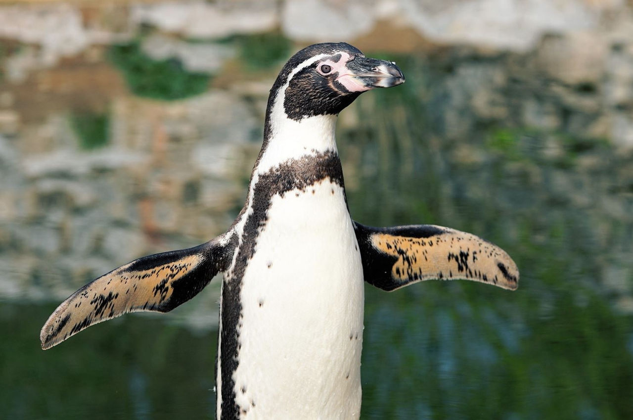 Penguin