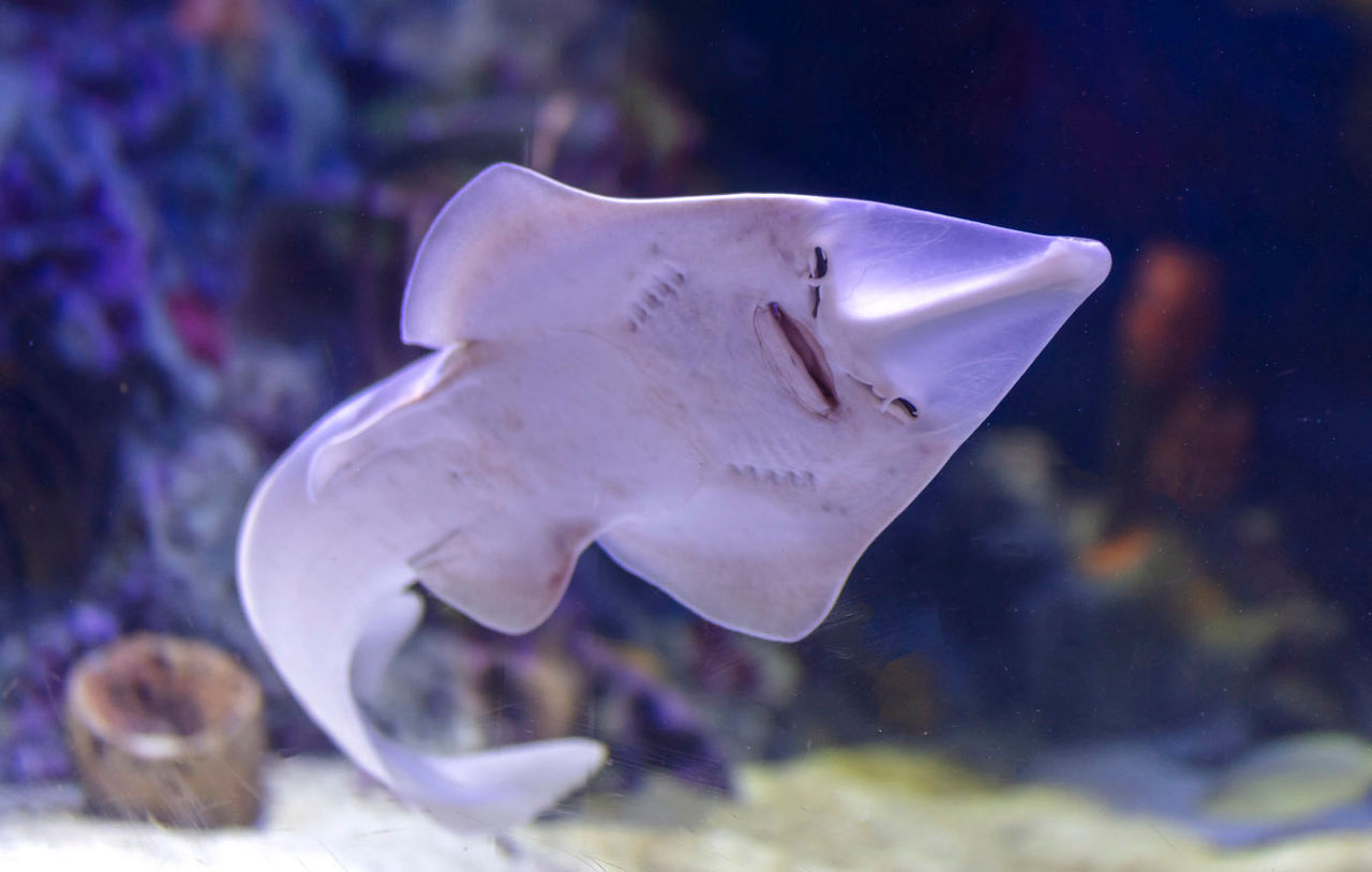 Beautiful Guitarfish