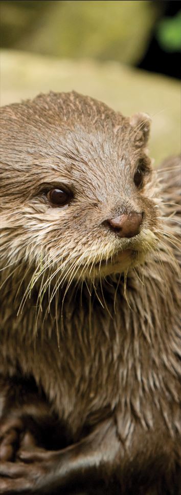 Otter