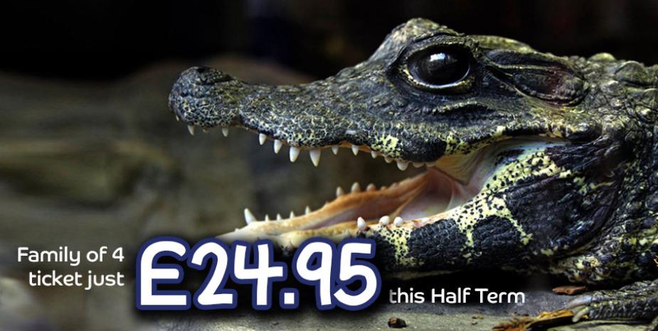 Save up to 25% and enjoy half term fun at the Oceanarium!