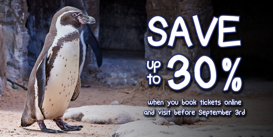 Save up to 30% this summer holiday!