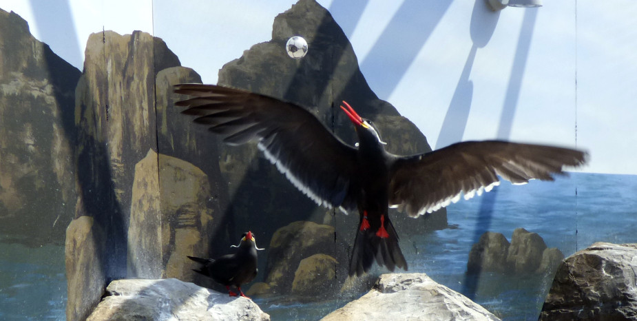 Inca Terns predict euro results with new found ball skills