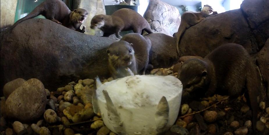 Otter parents celebrate their 3rd birthdays!