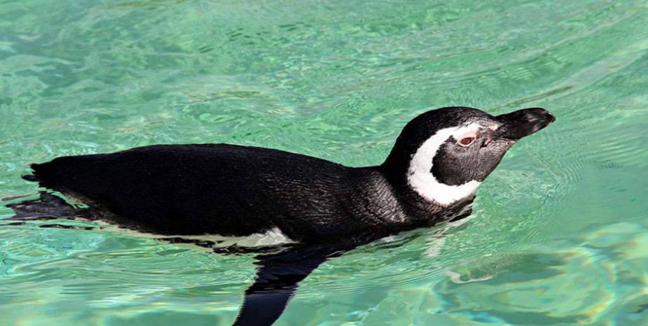 Penguins set to create a splash in £1.5 million expansion