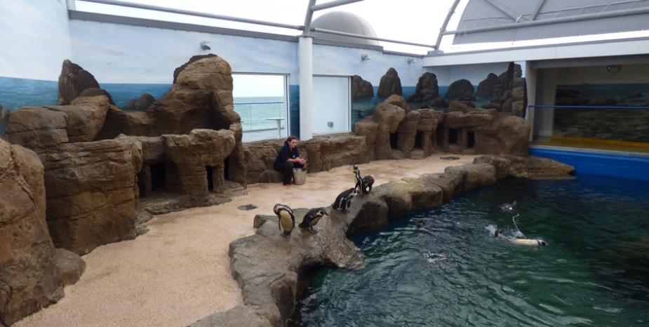 Penguin beach encounter - now open!