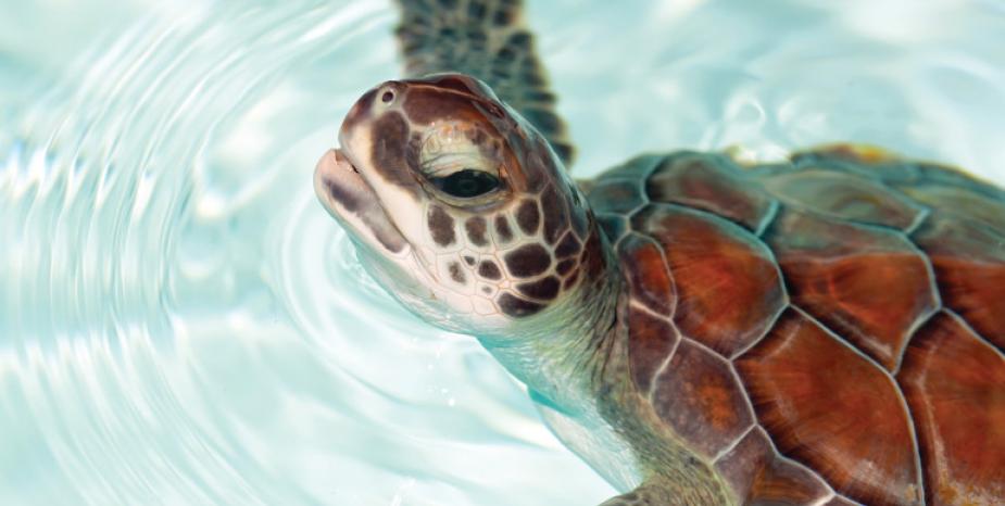 Meet our beautiful new baby Loggerhead Turtles!