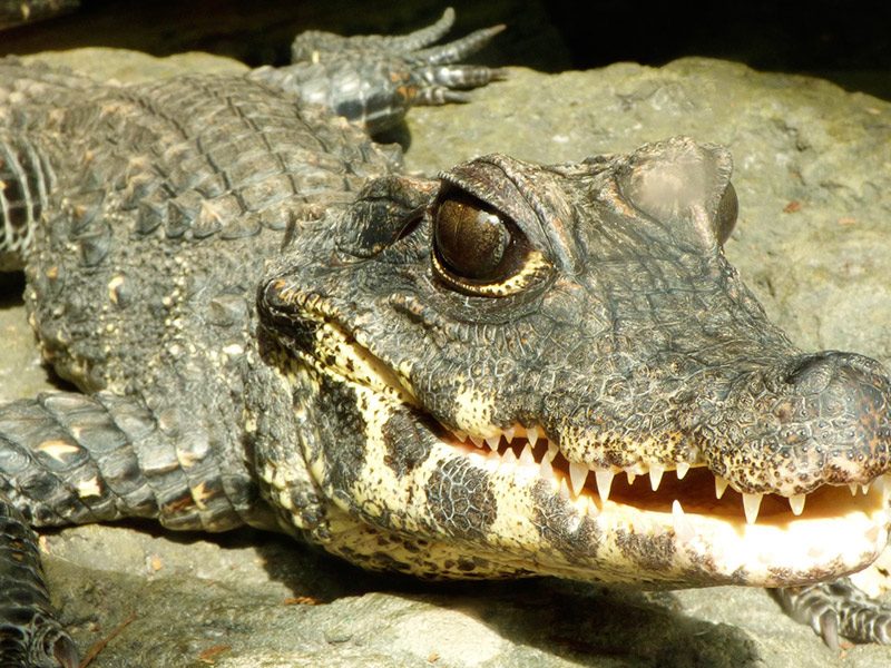 West African Dwarf Crocodile