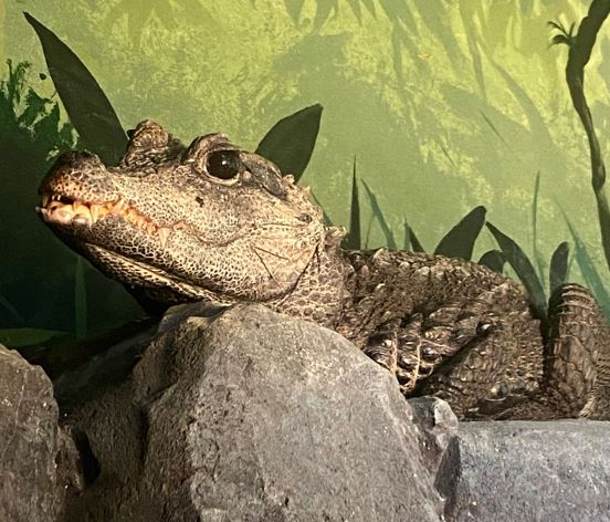 West African Dwarf Crocodile