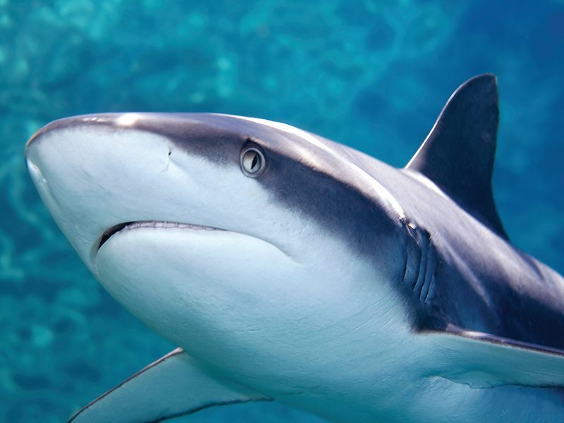 Blacktip Reef Shark