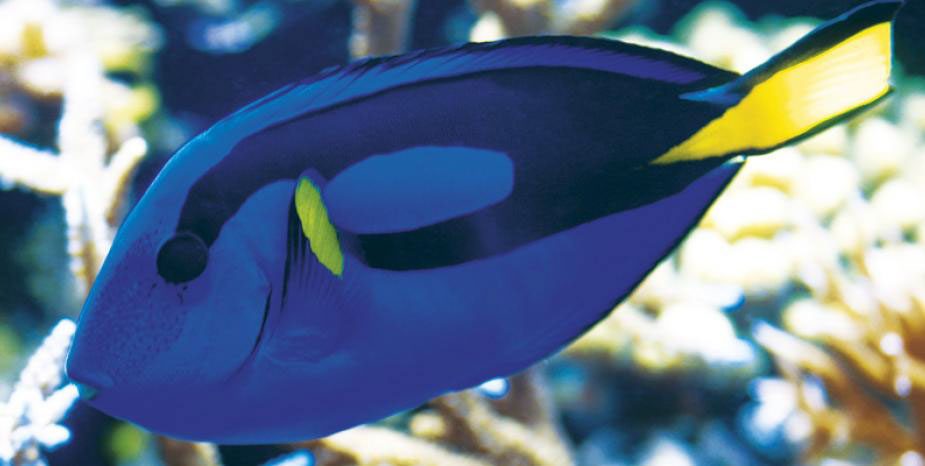 Regal tang