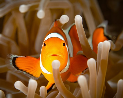 Common clownfish