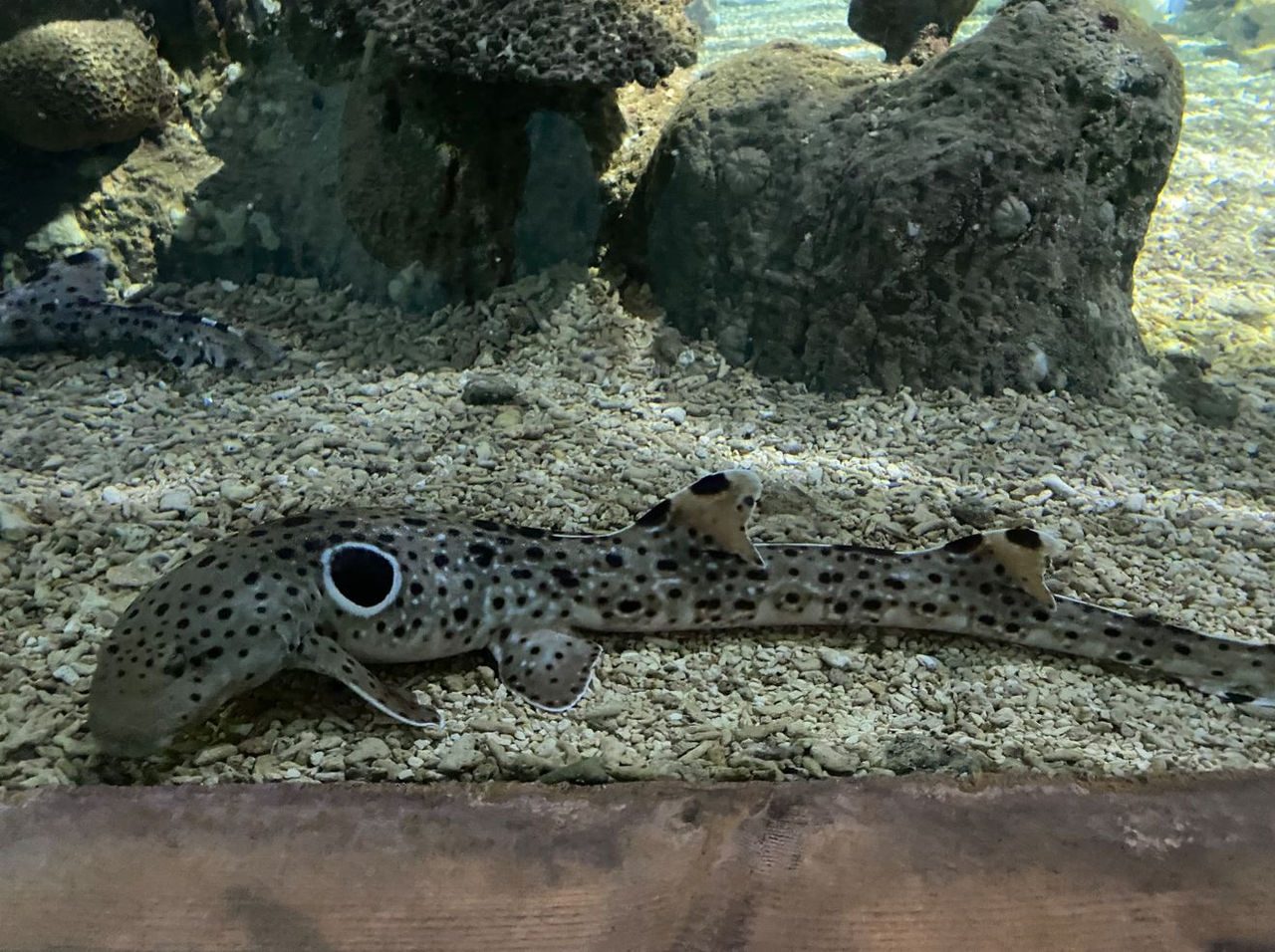 Epaulette Shark 