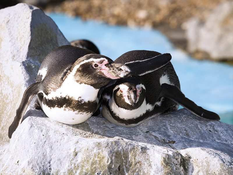 Humboldt Penguin