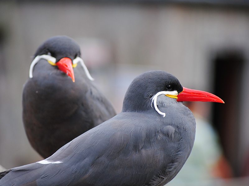 Inca Tern