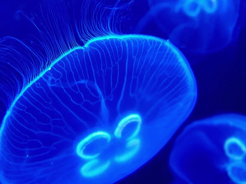 Moon Jellyfish