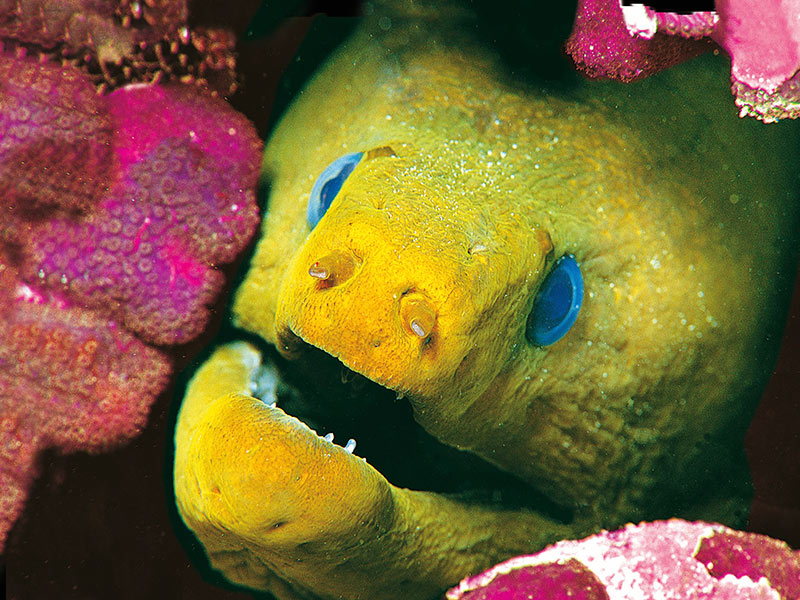 Eel pictures discount