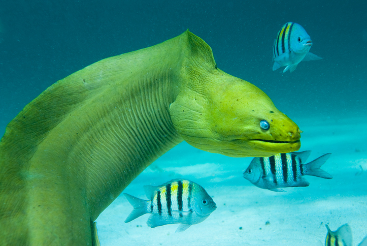 Green Moray Eel