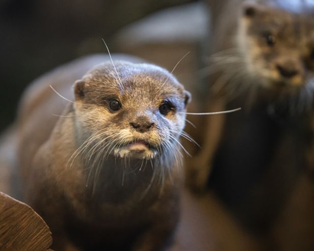 Oriental small-clawed otter