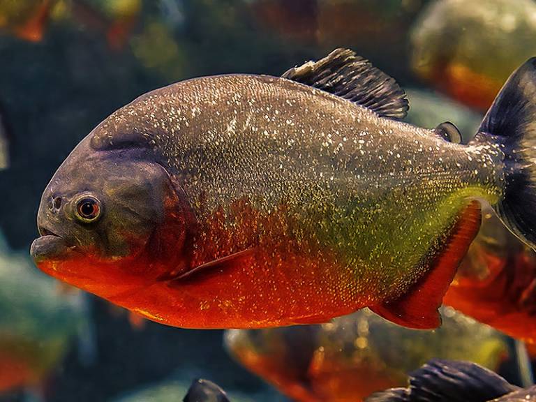 Red-bellied Piranha