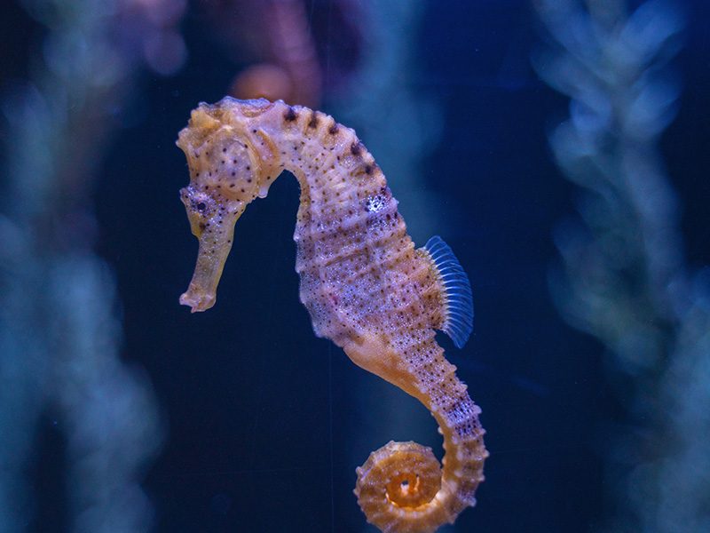 Seahorse images shop