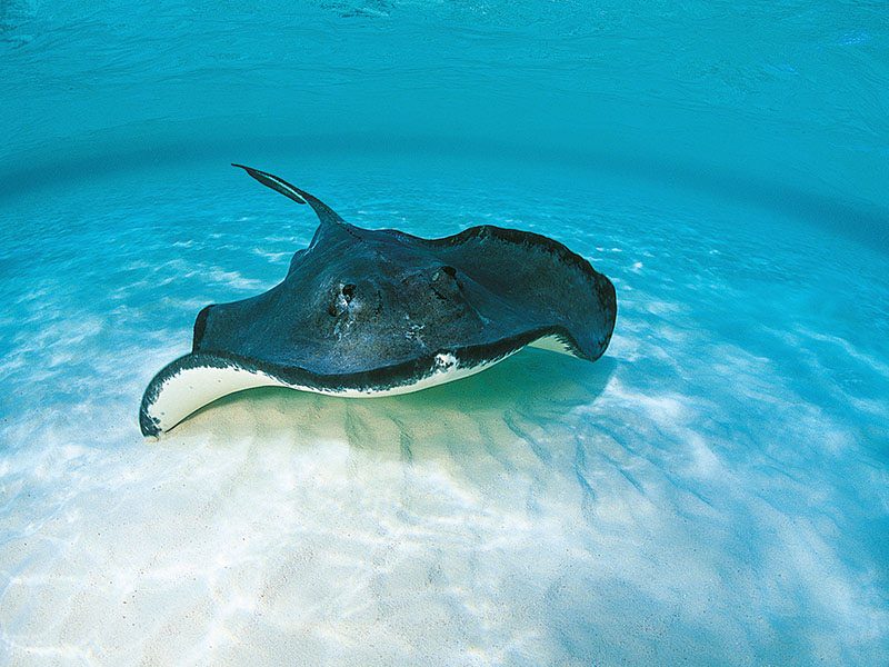 Southern Stingray