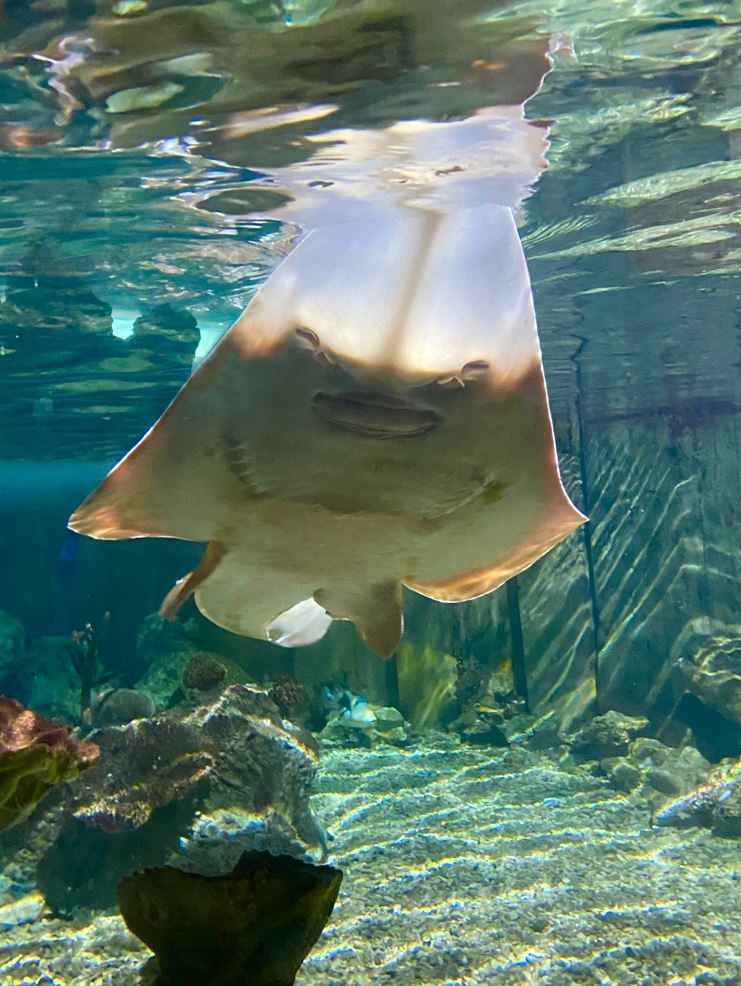 Guitarfish Feeding Experience