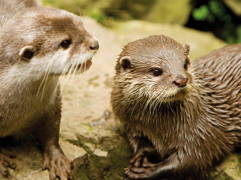 Otter Enrichment Experience 