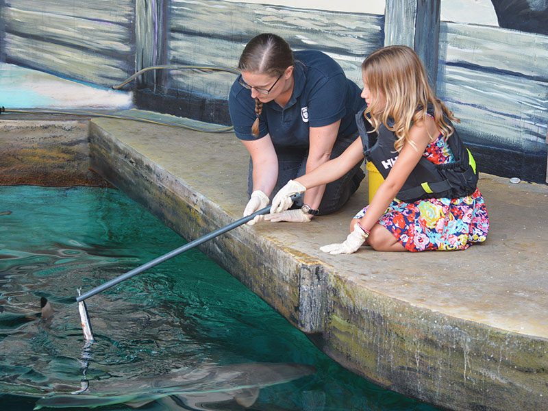 Reef Shark Feeding Experience