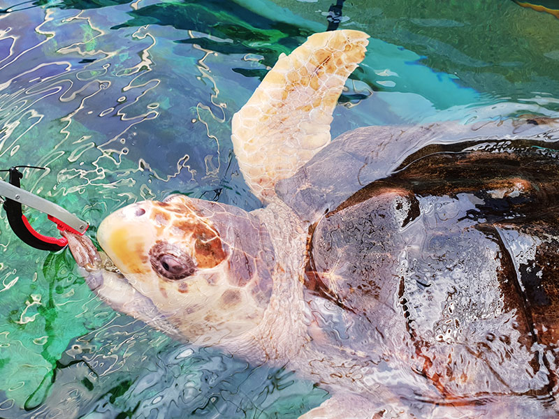 Turtle Feeding Experience | Oceanarium, the Bournemouth Aquarium