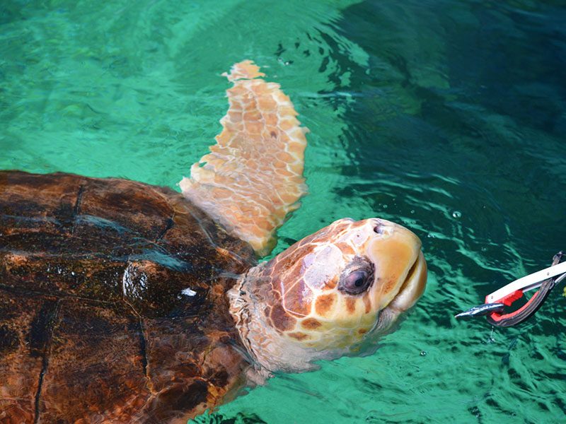 Turtle Feeding Experience