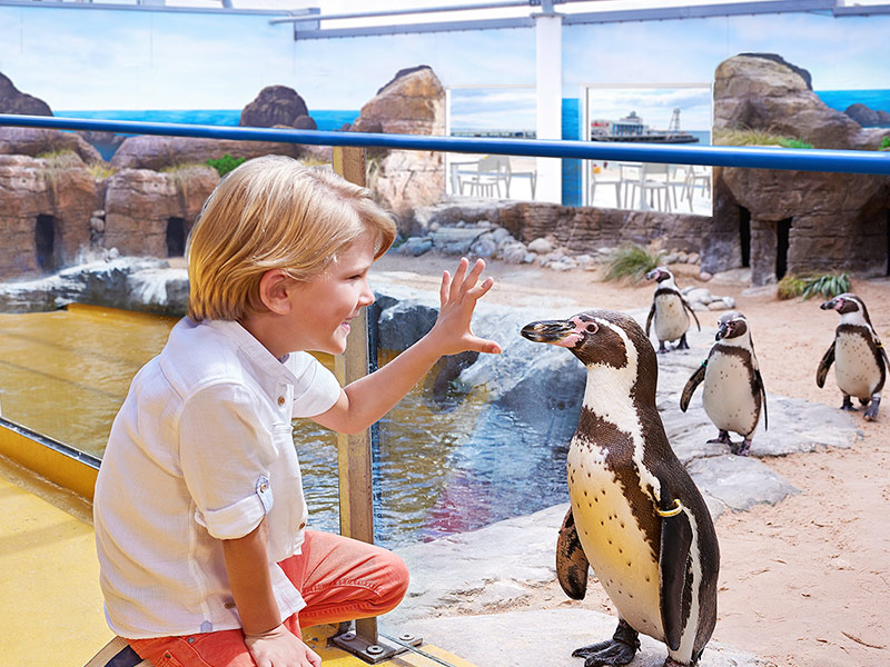 Vip-Penguin-Feedind-Experience-Bournemouth-Oceanarium