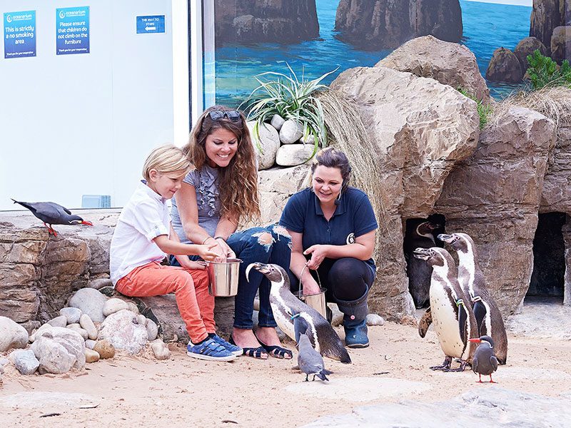 Penguin Feeding Experience