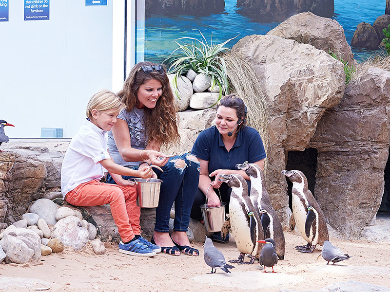 Vip-Penguin-Feedind-Experience-Bournemouth-Oceanarium