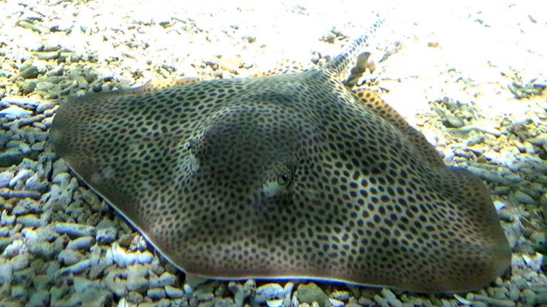 Honeycomb whiptail ray